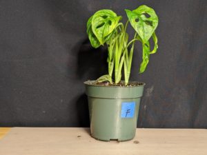 Plant F