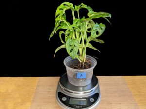 Plant A 44 grams	