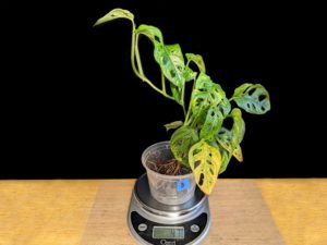 Plant B 43 grams