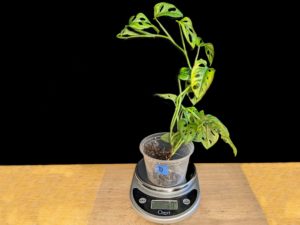 Plant D 39 grams