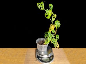 Plant E 39 grams