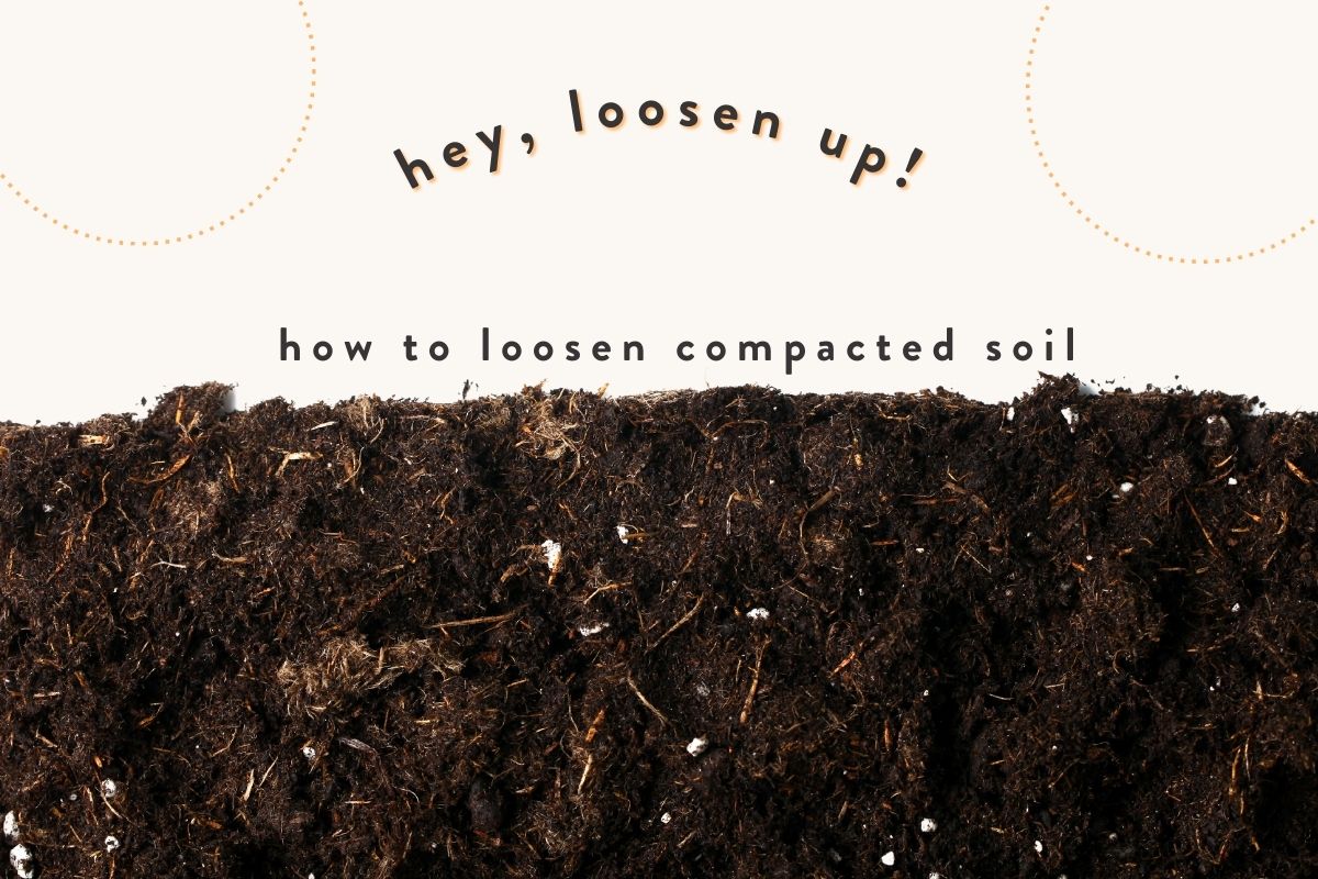 How to loosen compacted soil in pots