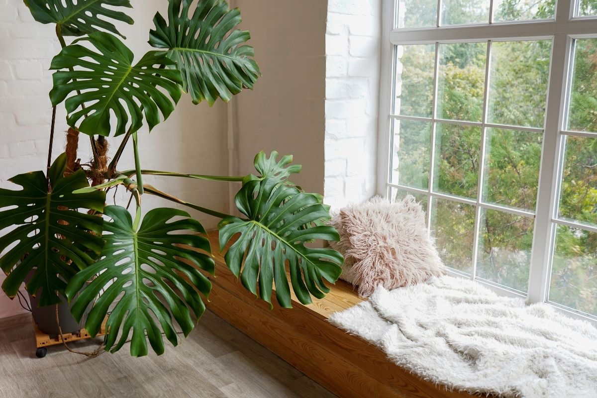how much light does monstera need?