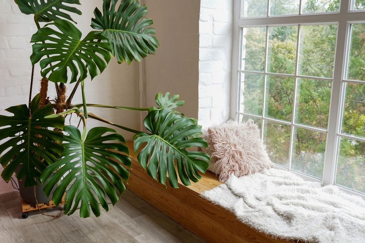 how-much-light-does-monstera-need