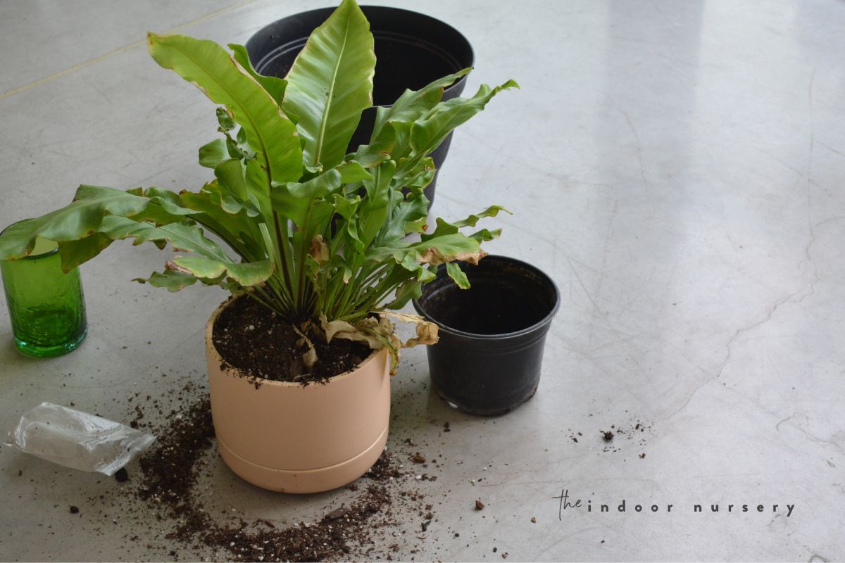 How to use a self watering pot (Greenery Unlimited review)