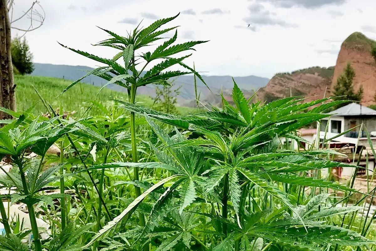 The natural cannabis habitat
