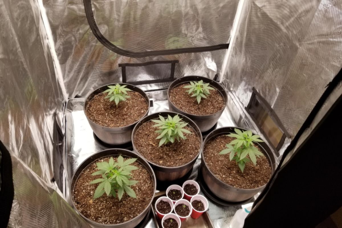 How to Increase Humidity in a Grow Tent for Optimal Plant Growth