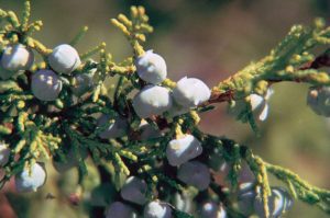 1 oz Seeds (Approx 2355 Seeds) of Juniperus scopulorum