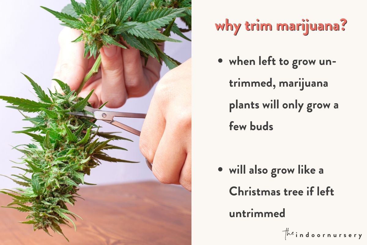 why trim a marijuana plant while it’s growing
