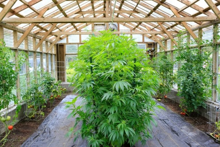 grow-lamps-101-purple-grow-light-vs-white-light
