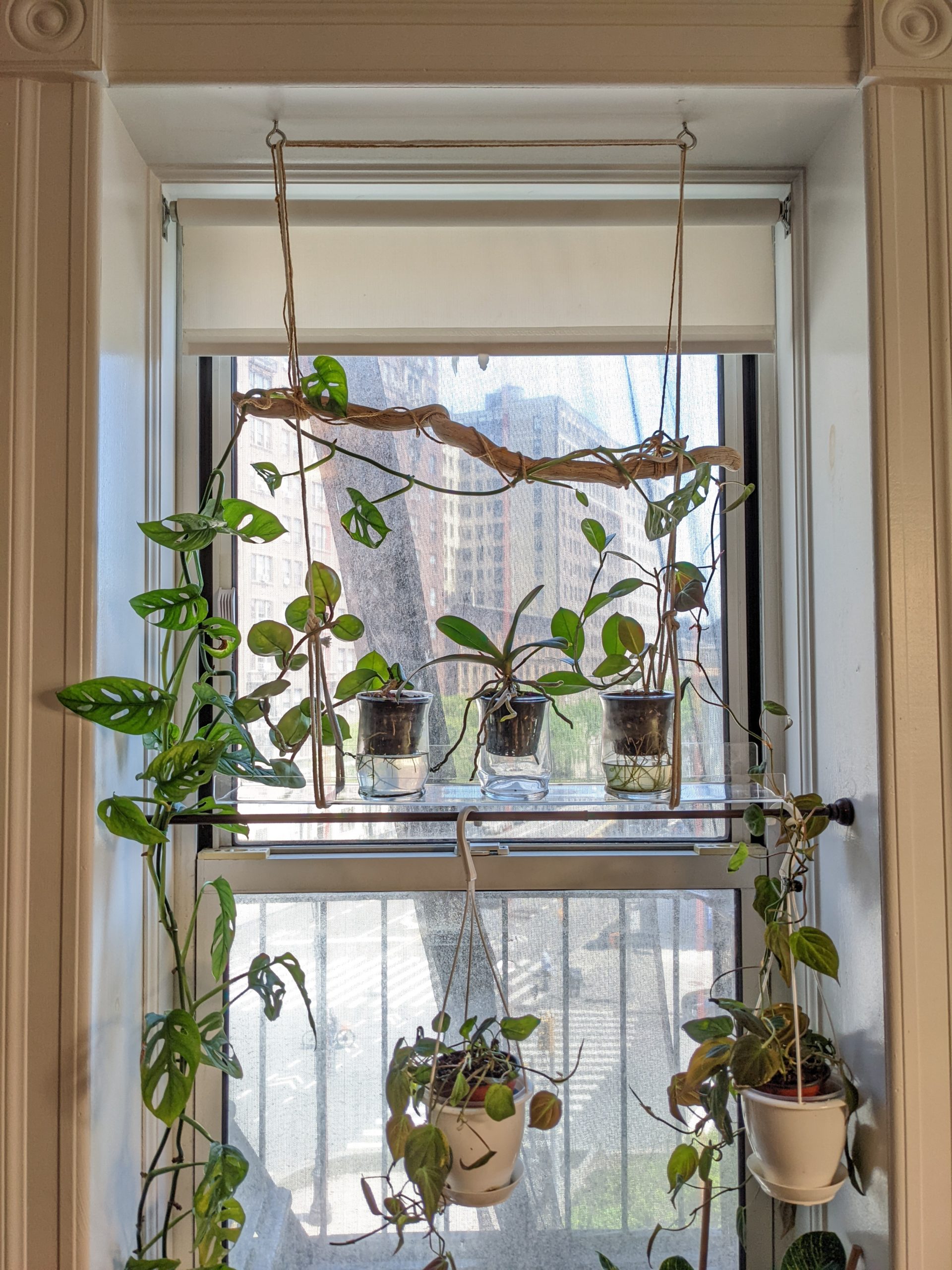 hanging plants on window