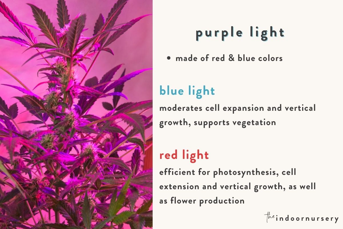 Purple grow lights