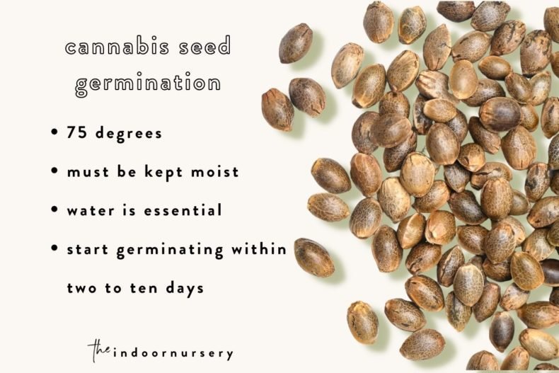 the weed plant stages (and how to tell male vs female) The Indoor Nursery