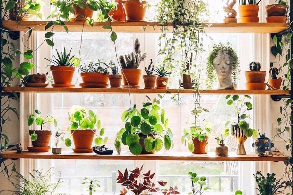 plant shelf ideas for your window
