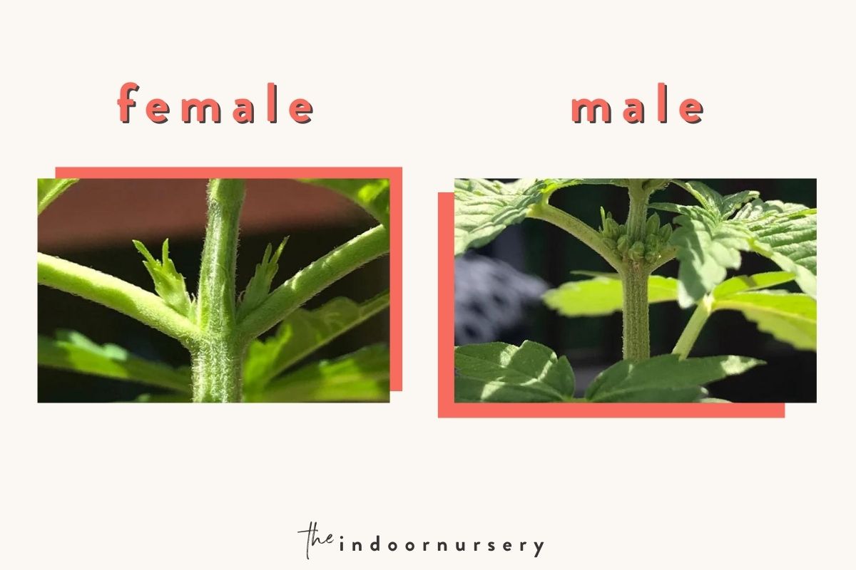  side note_ identifying the gender of your marijuana plants