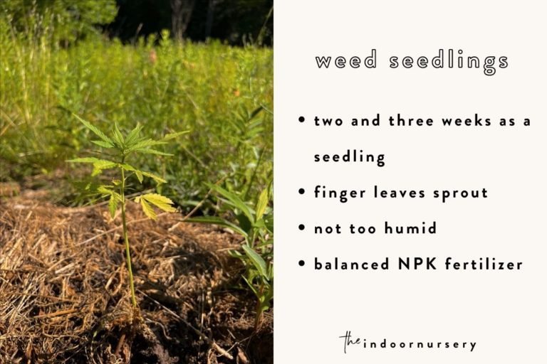 the weed plant stages (and how to tell male vs female)