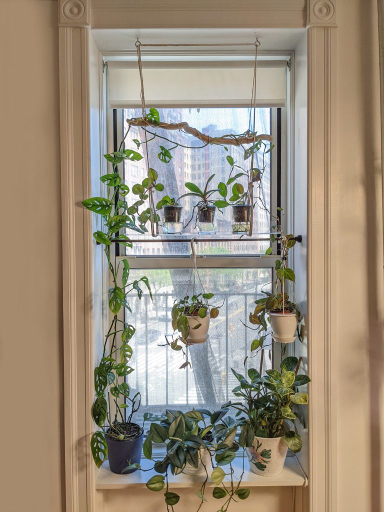 plants on window