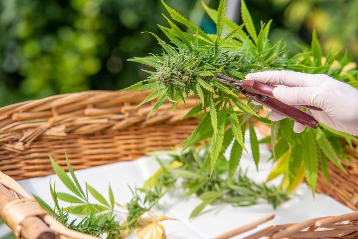  topping a marijuana plant