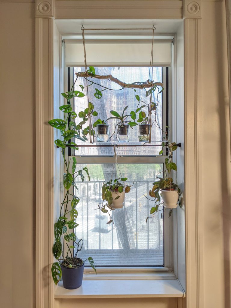 hanging plants on window