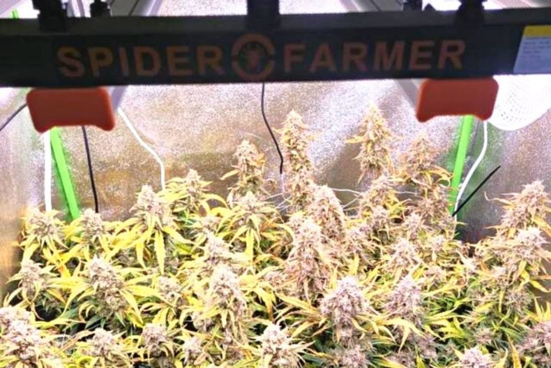 battle of the brands spider farmer vs. mars hydro