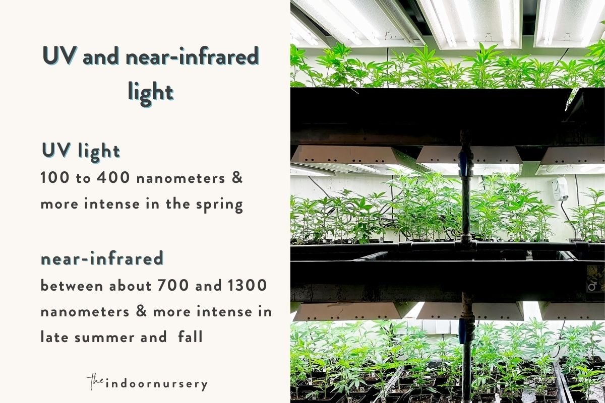 UV and near-infrared light