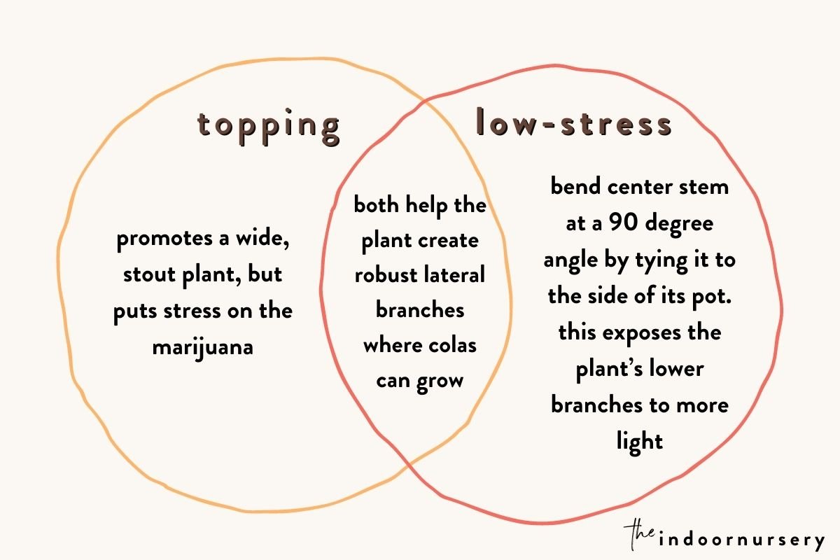 topping vs low-stress training