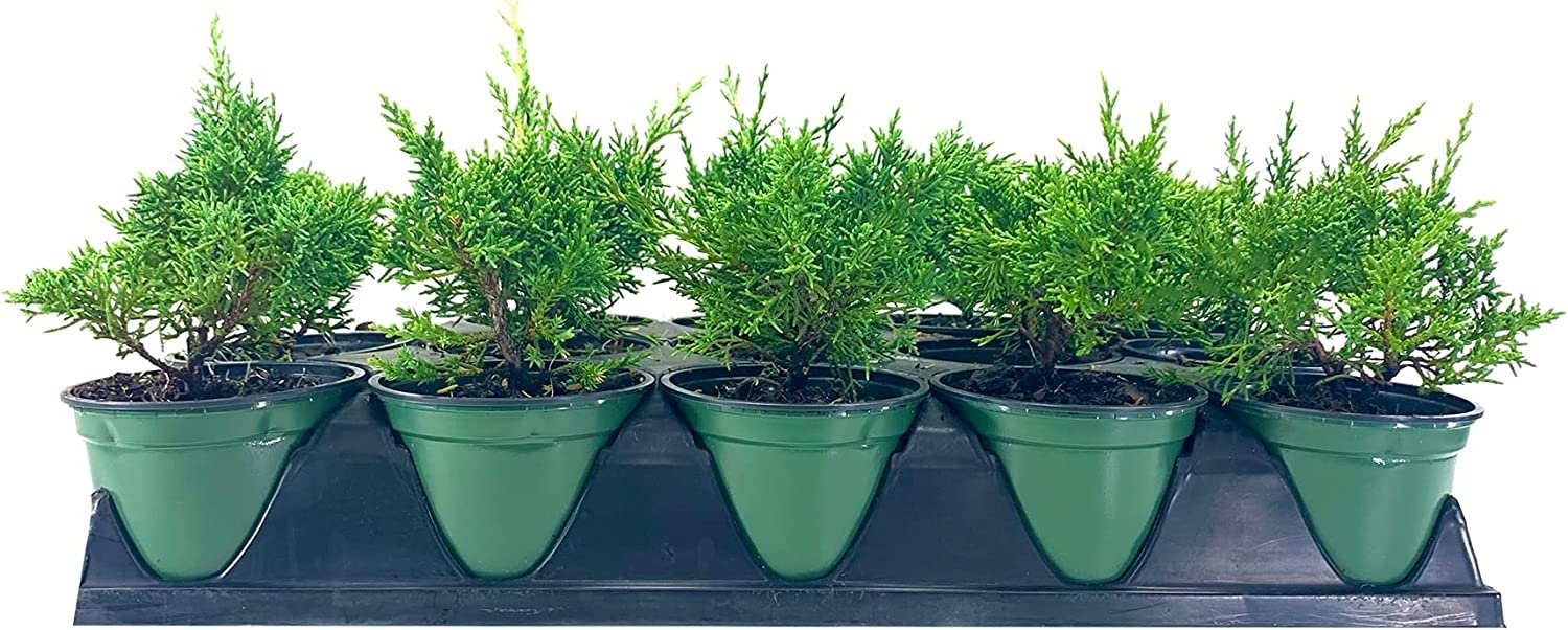 a guide to juniper bonsai care