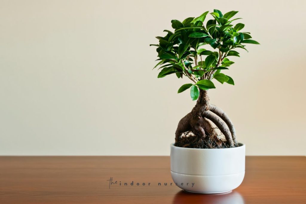 ficus bonsai tree