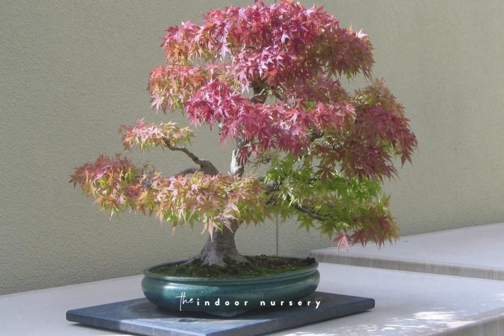 9 Popular Types Of Bonsai Trees - The Indoor Nursery