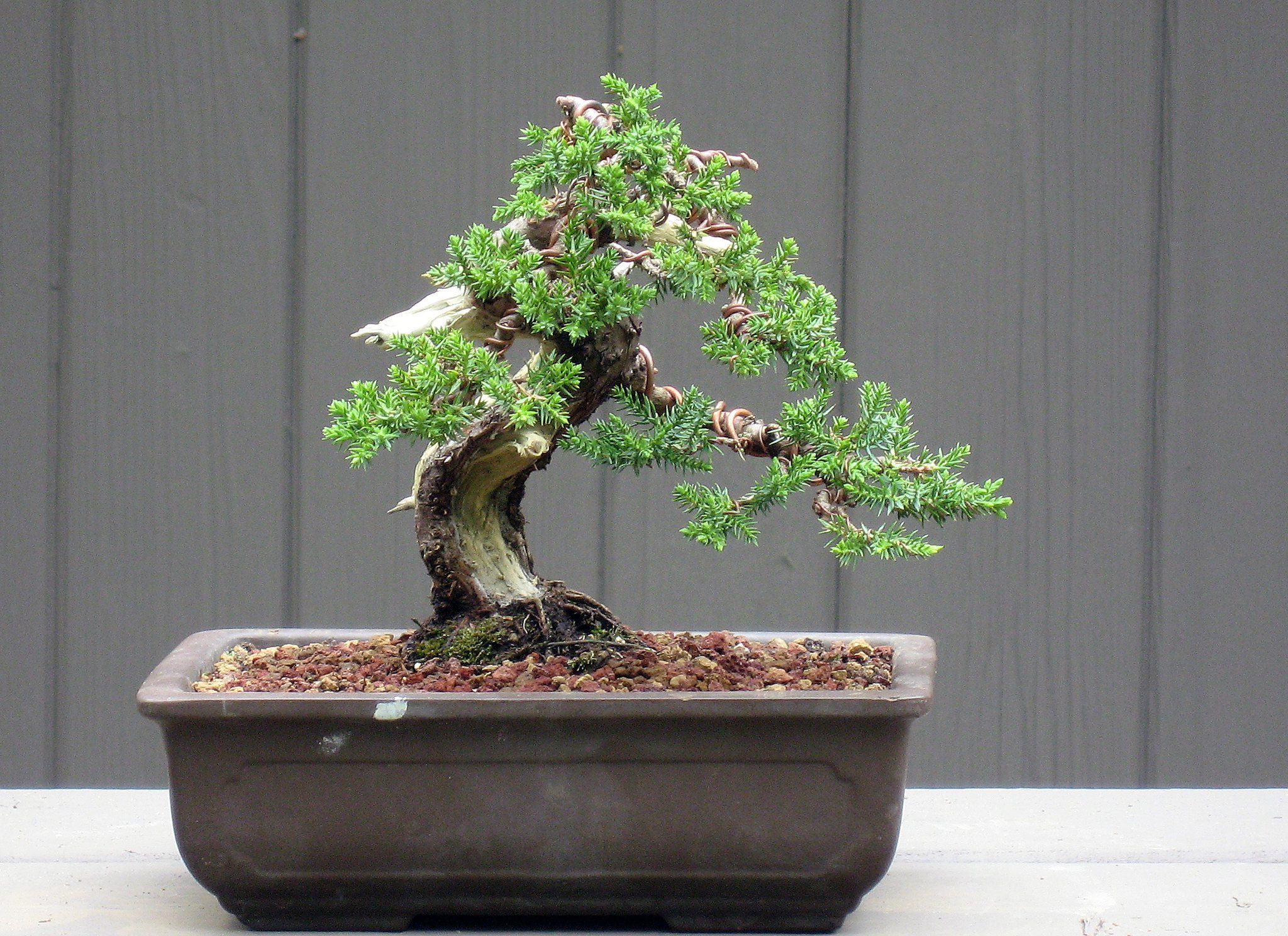 a guide to juniper bonsai care - the indoor nursery