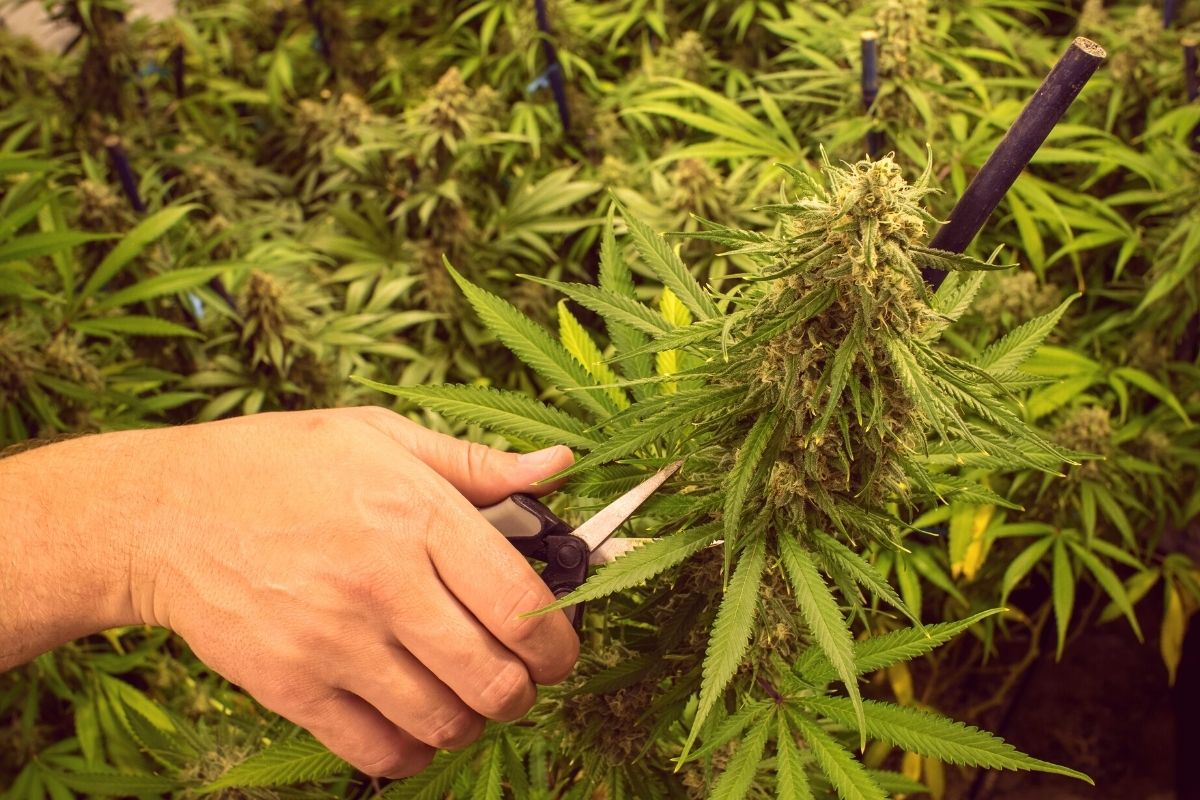 4 marijuana trimming techniques (and when to use them)