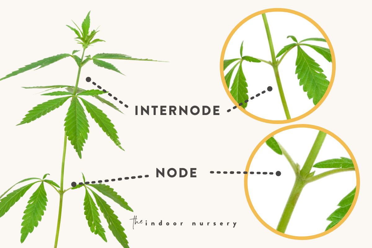 where the nodes are on a cannabis plant