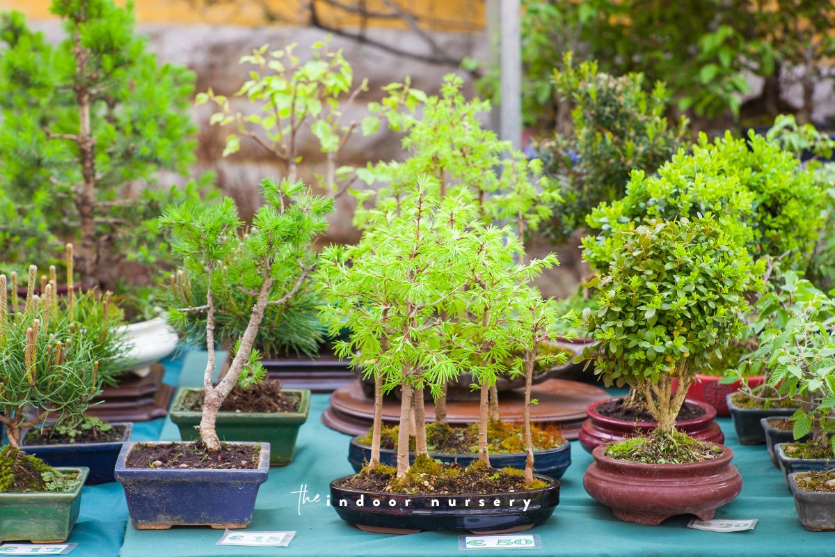 20 popular types of bonsai trees   The Indoor Nursery