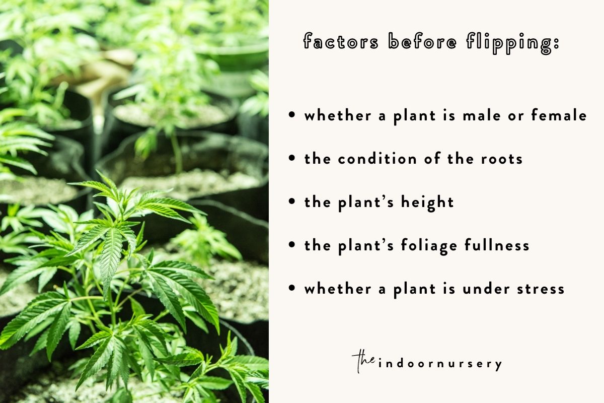 preparing to flip your cannabis plant