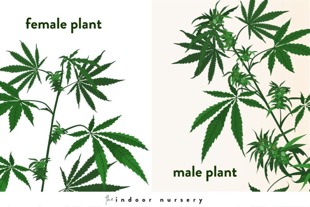 How to transition from vegetative to flowering cannabis