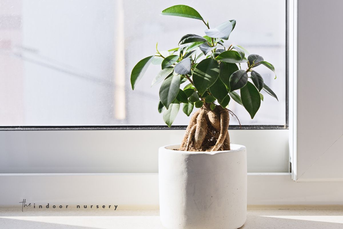 ficus bonsai care: how to take care of your bonsai ficus tree