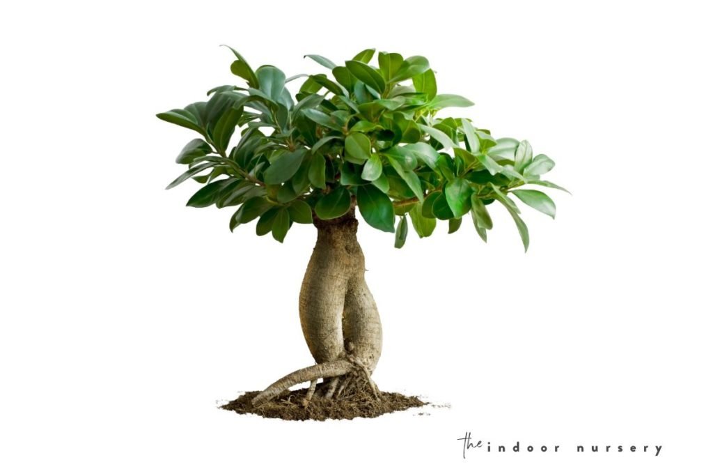 how to take care of your bonsai ficus tree The Indoor Nursery