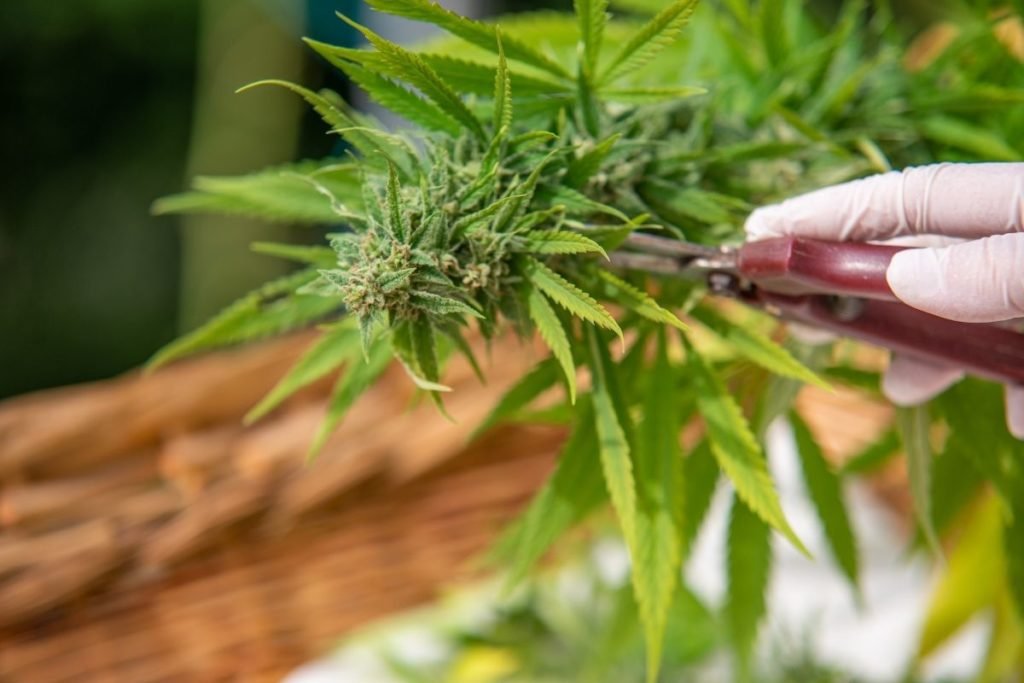 How To Transition From Vegetative To Flowering Cannabis