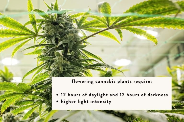 How to transition from vegetative to flowering cannabis