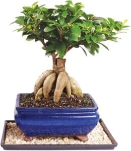 Brussel's Bonsai Live Gensing Grafted Ficus Indoor Bonsai Tree