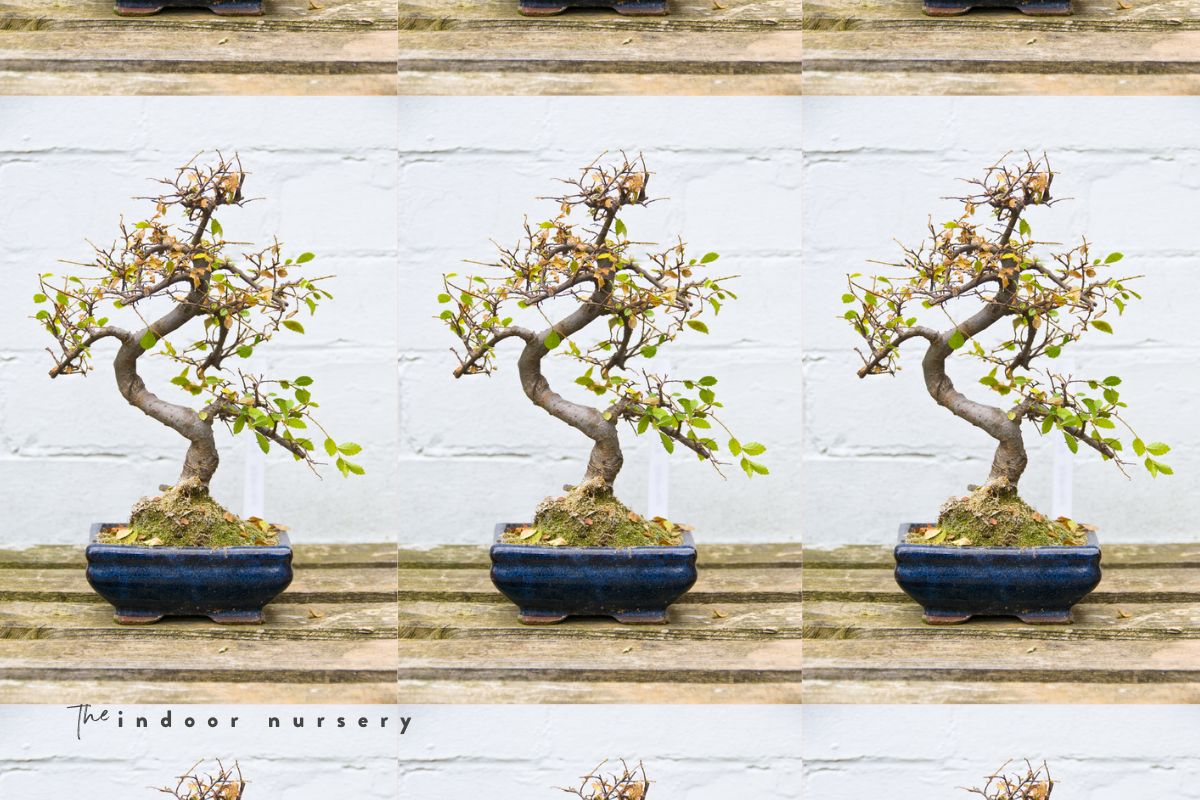 chinese elm bonsai care guide for beginners