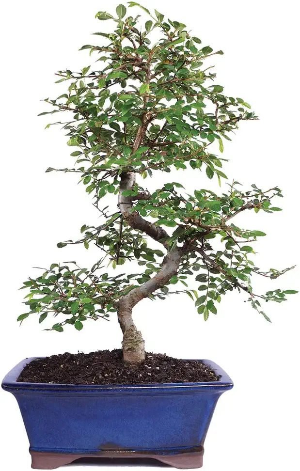 thumbnail image 2 of AWESOME! Beautiful Chinese Pistache Pre-Bonsai, 12 Years, HUGE TRUNK 2 of 12