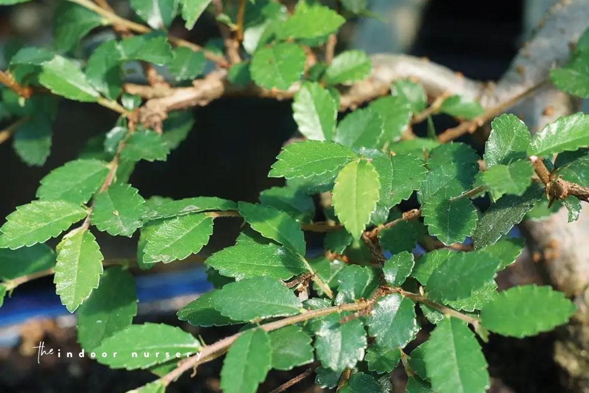 chinese elm bonsai leaves