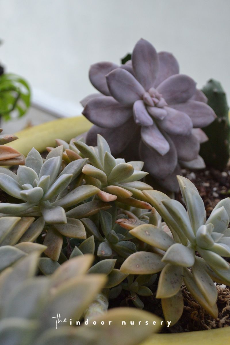 easy succulents for beginners