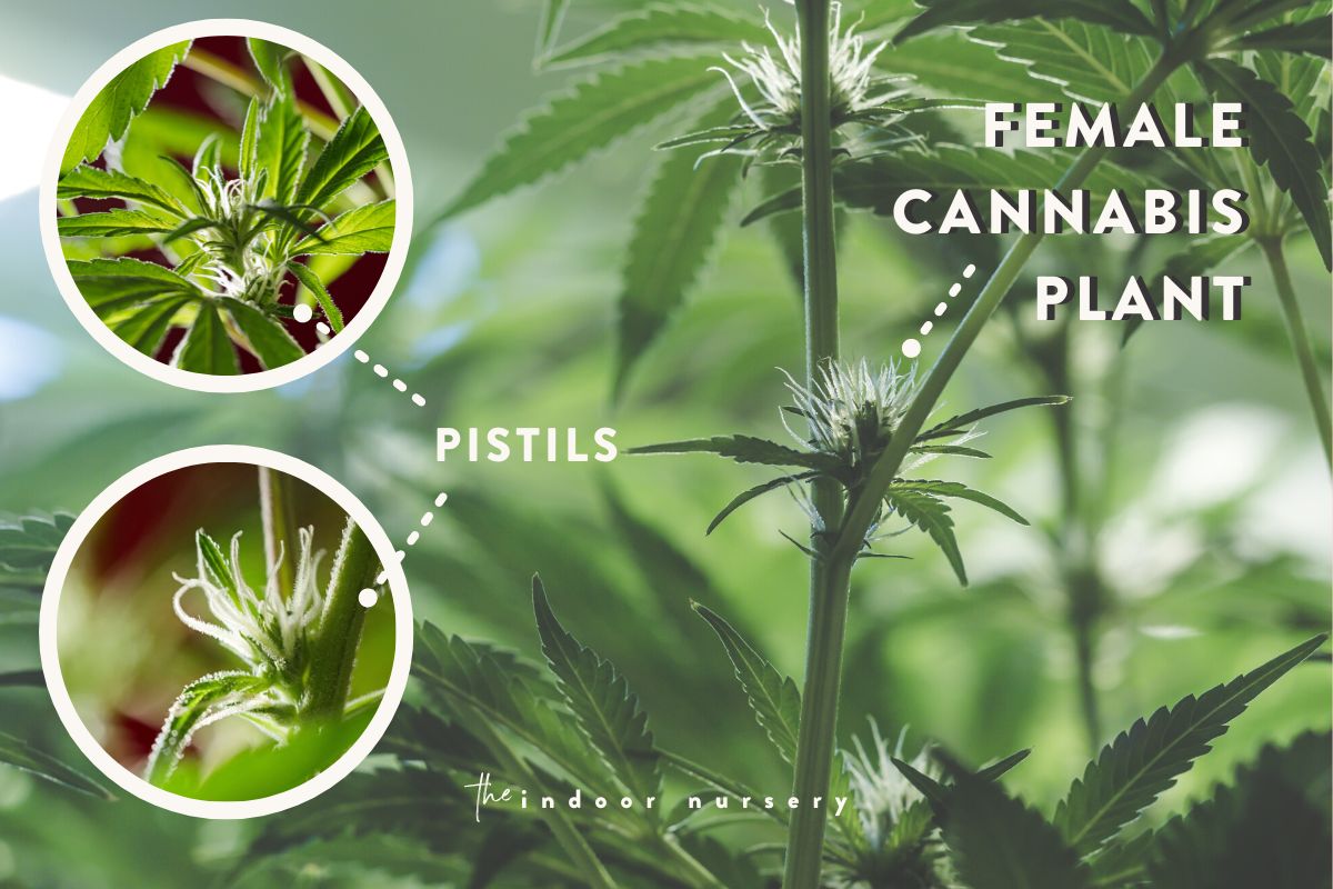 female cannabis plant