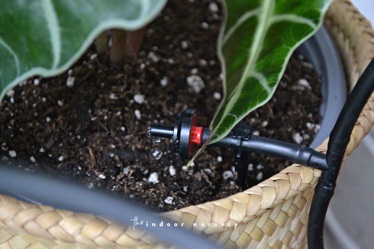 How to use drip watering systems for potted plants