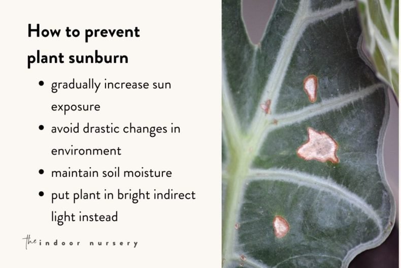 Plant sunburn why it happens and how to prevent it