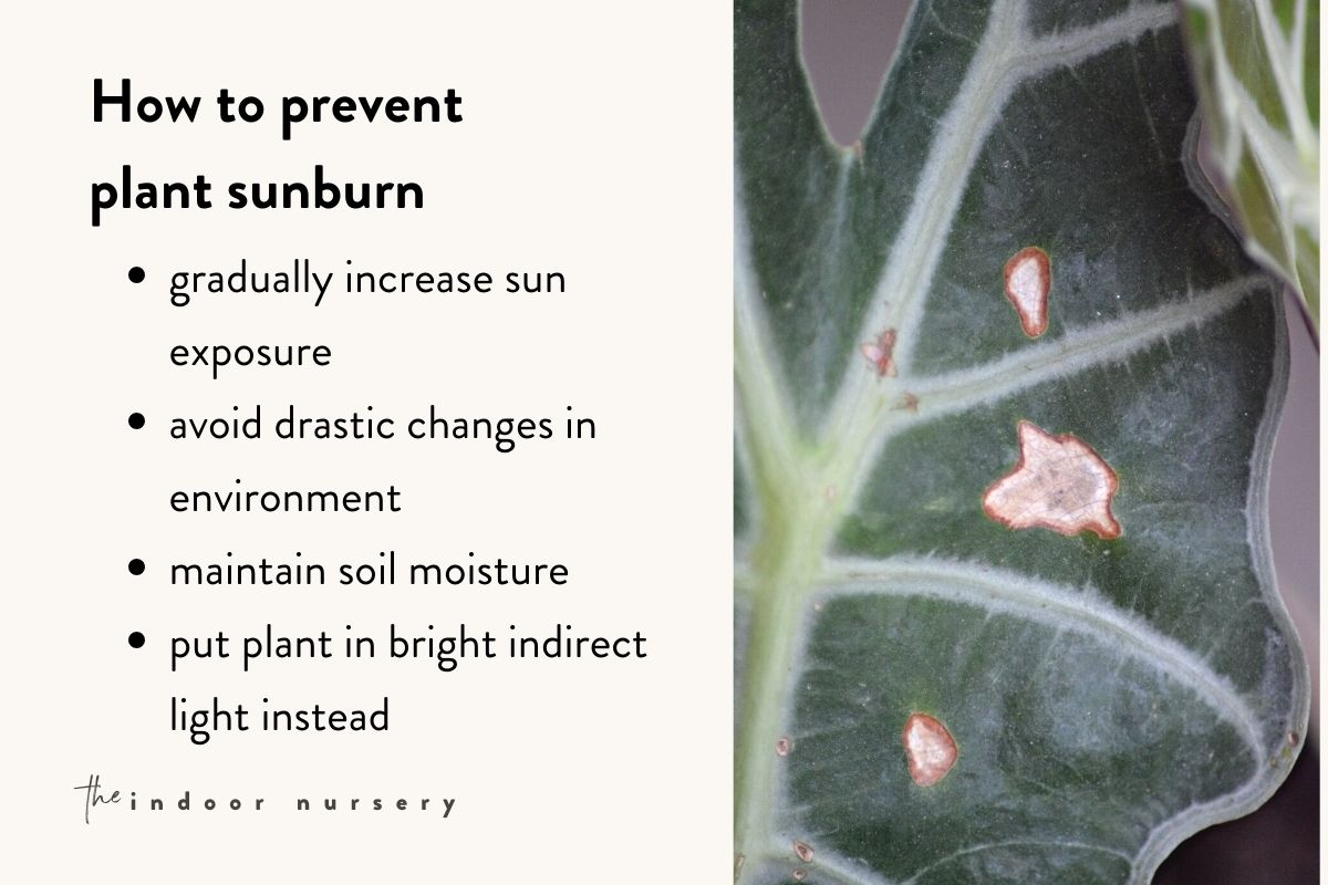 how to prevent plant sunburn