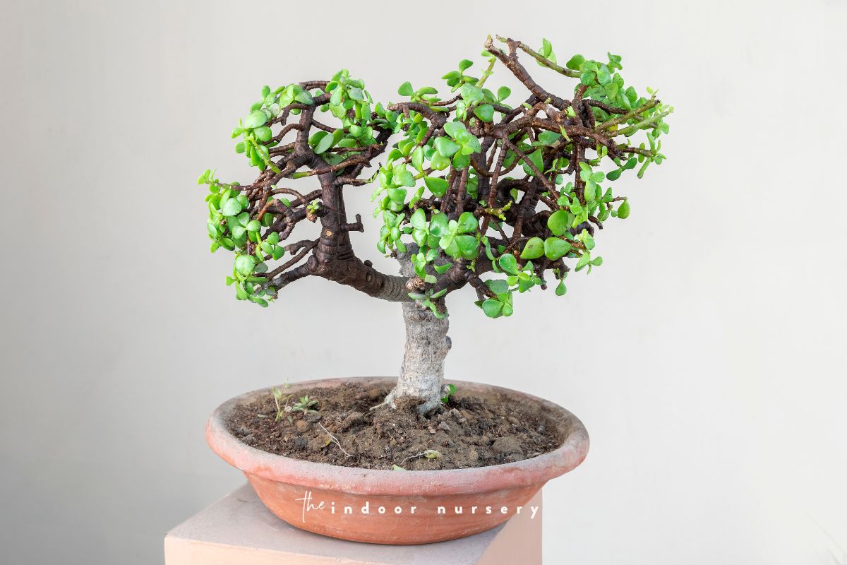 Practical guide on how to care for your jade bonsai