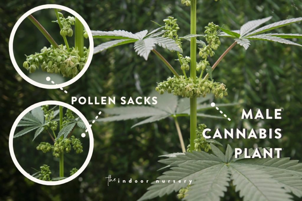 male cannabis plant signs